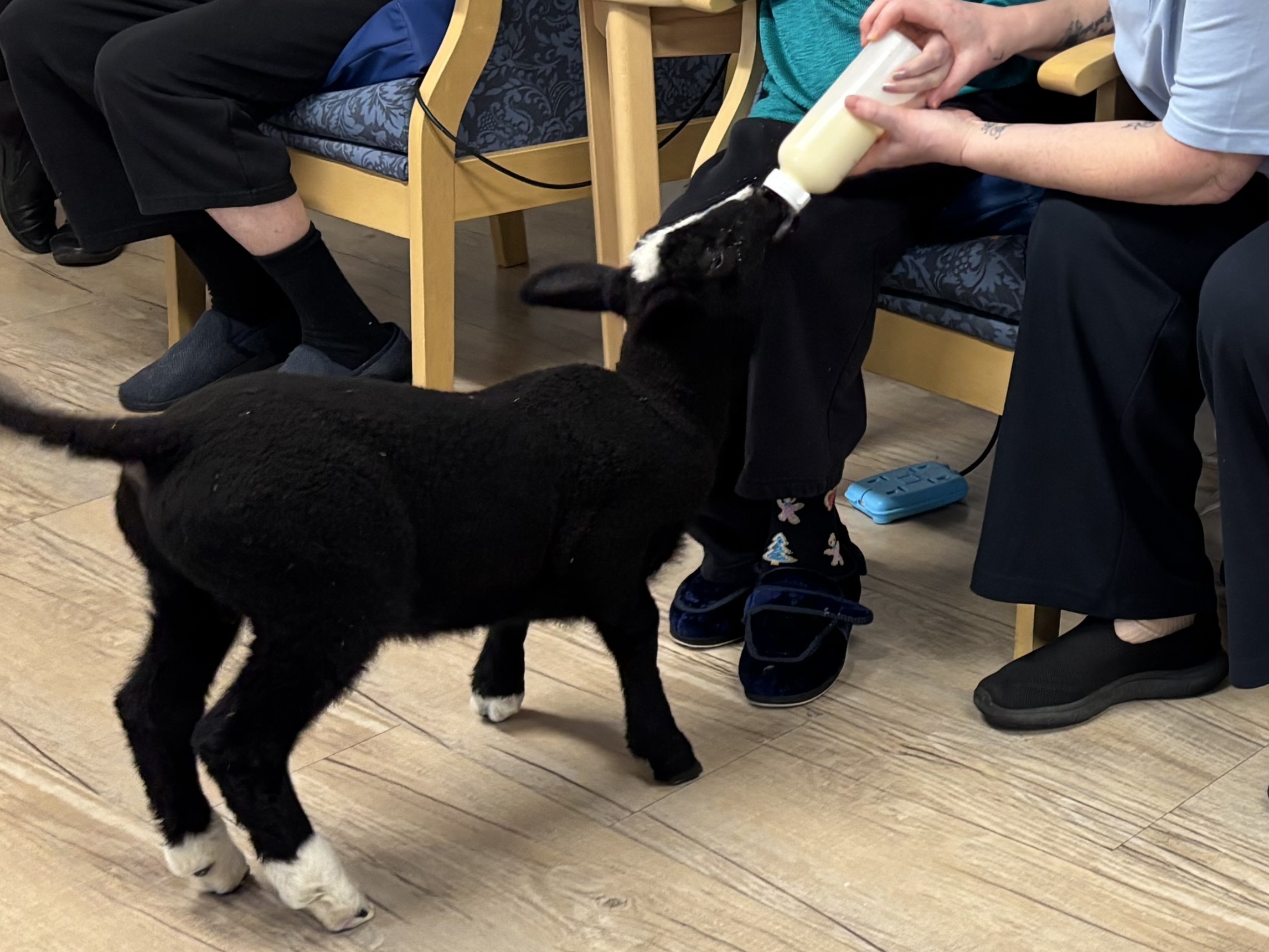 Lambs visit the home